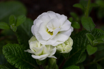 Obraz na płótnie Canvas primrose white first flowers of spring, selective focus