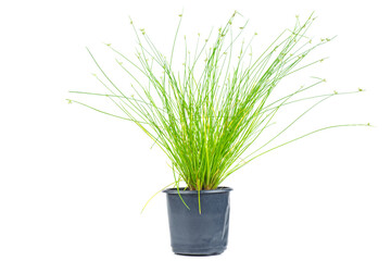 Fiber Optic Grass, 
