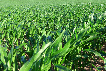 Maisfeld im Frühsommer