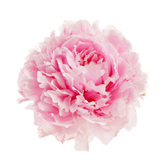 Pink peony flower isolated on white background