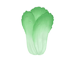 Fresh lettuce from the plot safe without chemicals