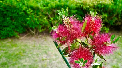 満開の赤いブラシの木