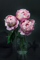 Exquisite Magical beautiful peonies stand in a bouquet in a vase on a table on a black background
