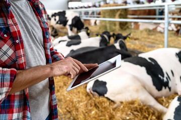 Modern farmer uses digital tablet at livestock farm on background of cows, receives digital data of...
