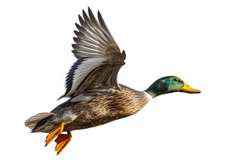 Duck mallard duck isolated on clear background - obrazy, fototapety, plakaty