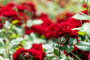 Horizontal background of bush of red roses flowers with differential focus.