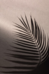Close-Up Monochrome Palm Leaf Shadow. Close-up shot of a palm leaf shadow creating a tranquil abstract pattern.