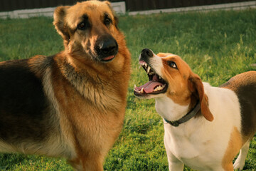 Playful cheerful dogs walk on the lawn. Two dogs are playing in a fun and cute fight.