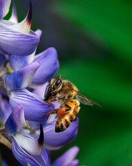 Side view of a honey bee foraging for nectar and pollen on a purple Lupinus polyphyllus