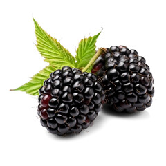 Marionberry close up, with leaves, isolated on transparent