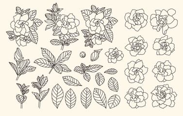 set of hand drawn Gardenia, Gardenia Augusta, bud and bloom flower, leaf, branch, flower head, line work, black 