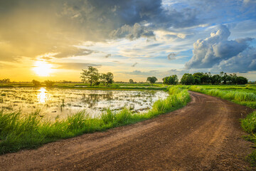 Fototapeta na wymiar Dirt road in the rice farm before sunset, with rain clouds on the sky, cultivated, and rainy season in Thailand