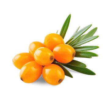 Branch of seabuckthorn with leaves isolated on transparent background