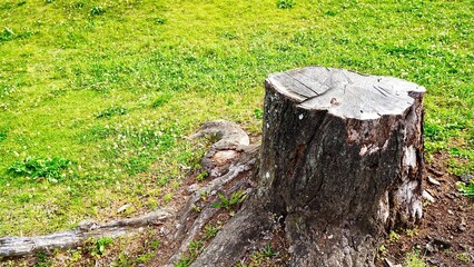 伐採された桜の切り株