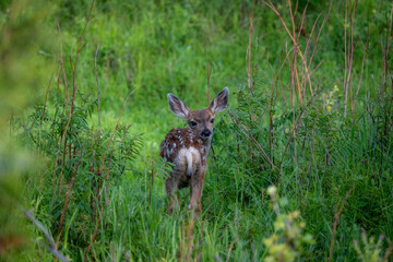 deer in the grass