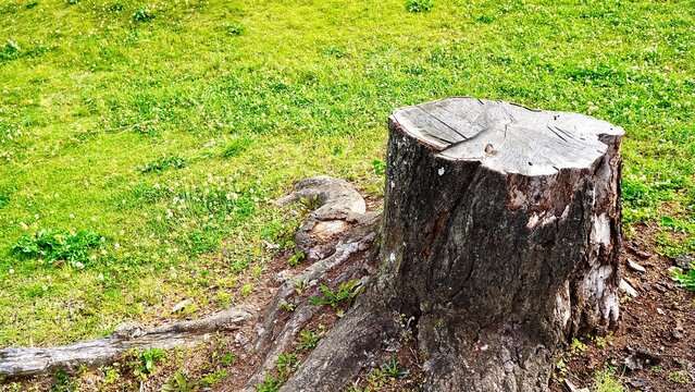 伐採された桜の切り株