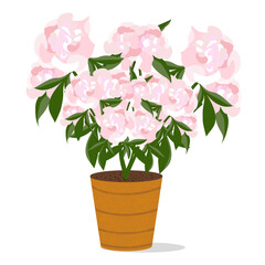 garden flowering peony bush in a planter. Vector illustration