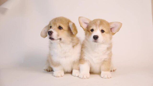 two cute welsh corgi puppies sitting on a white background. looking at camera
