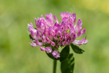 Macro de fleur de trèfle rouge