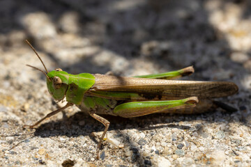 Oedipode émeraudine