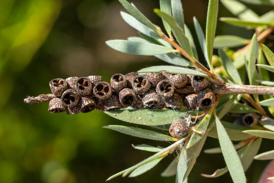 Graines de callistemon