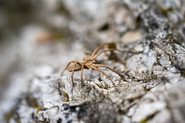 spider on the ground