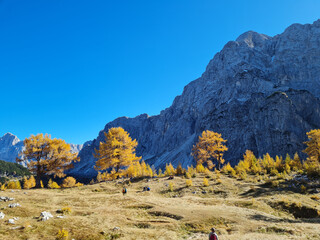Golden larch trees on a meadow in front of rocky cliff - obrazy, fototapety, plakaty
