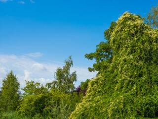 Obraz premium Green trees and blooming climbing plants on blue sky background