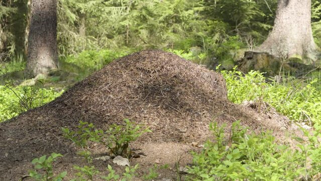 An anthill roils with ants in a forest on a sunny day