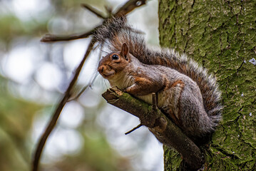 Close-up of an american squirrel