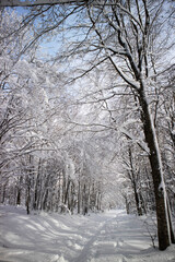 Completely snow-covered path in the woods
