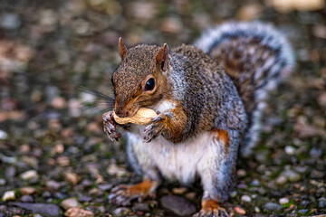 Close-up of an american squirrel