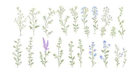 Fototapeta na wymiar Wild flowers watercolor collection on transparent background,generative ai