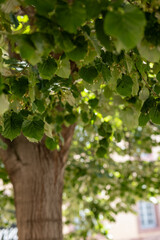 Obraz premium lime tree with green leaves in summer