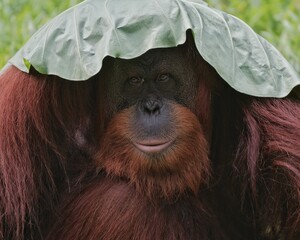 Close up Borneo orangutan  - obrazy, fototapety, plakaty