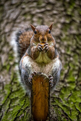 Close-up of an american squirrel