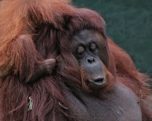 Borneo orangutan 