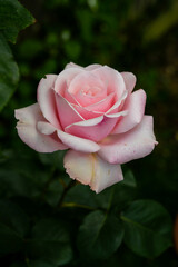 Beautiful pink roses in the garden. Nature, summer, abstract floral background concept.