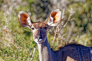 Kap-Großkudu