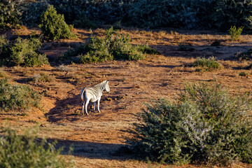 Strange-striped Zebra of Addo