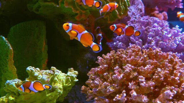 Tropical clownfish swimming on the coral reef, tropical fishes. Underwater world diving and snorkeling on coral reef. Underwater nemo fish footage of the wildlife on the coral reef.
