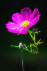 A dreamy look for a flower in our garden here in Windsor in Upstate NY.  Neon Glow with some soft focus gives this flower an Aura around it.