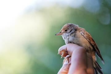 Baguage d'oiseaux..Inventaire ....