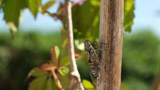 Cicada serenade with original sound