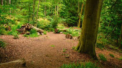 Path into Hartburn Glebe Woods, a Nature Reserve in a ravine next to Hartburn Village in Northumberland with Hartburn Grotto, a natural cave made into a two room shelter