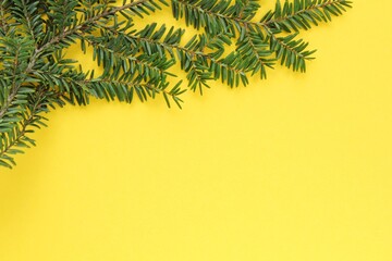 Green spruce branch on yellow background with copy space. Christmas tree decoration. Winter holiday card. New year concept. Fir, pine twig close-up