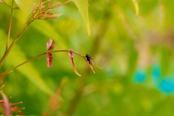 A branch of Azadirachta indica, commonly known as the neem tree, showcasing its leaves. Neem is widely used in natural medicine for its various health benefits