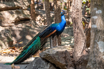 Peacock standing on a rock in the zoo