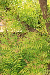 Fresh green leaves on a Neem tree (Margosa/Azadirachta Indica) in an agricultural farm in Kutch, Gujarat, India, Asia