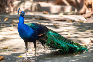 Peacock standing on a rock in the zoo